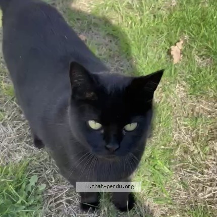 Photo de chat perdu à Aubusson D Auvergne