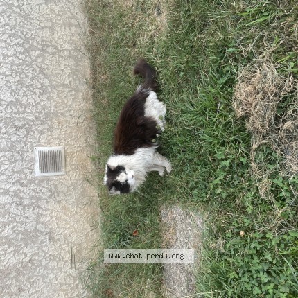 Photo de chat trouvé à Bourg En Bresse