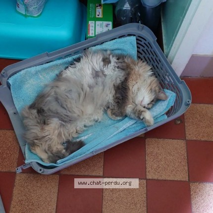 Photo 2/2 Chat trouvé Trouvé à Rennes