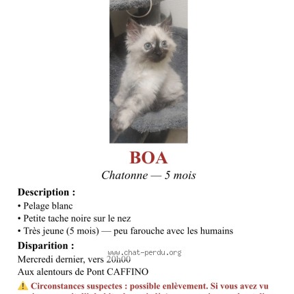 Photo 1/1 BOA Chat perdu à Chateau Thebaud