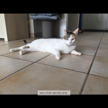 Photo 1/1 nala Chat perdu à Biscarrosse