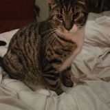 Simba