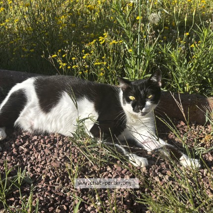 Photo de chat perdu à Mayenne