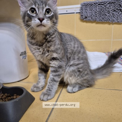 Photo de chat trouvé à Venerque