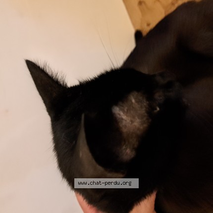 Photo de chat trouvé à Nessier