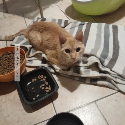 Photo 1/1 Chat retrouvé Trouvé à Gaillac