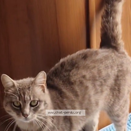 Photo 2/2 minou Chat perdu à Pessac