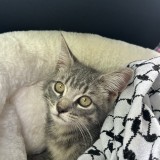 Zeytouna
