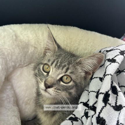 Photo 1/1 Zeytouna Chat perdu à Montreal