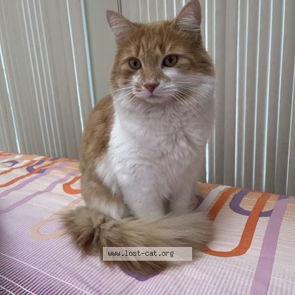 Photo 1/1 Dou Dou Chat perdu à Kirkland