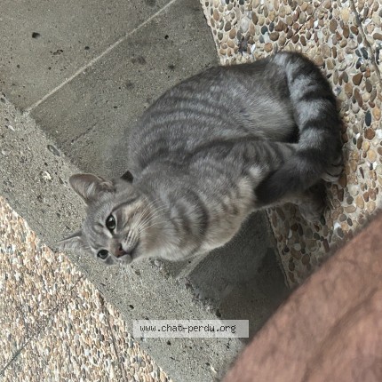 Photo de chat trouvé à Saint Denis De Pile