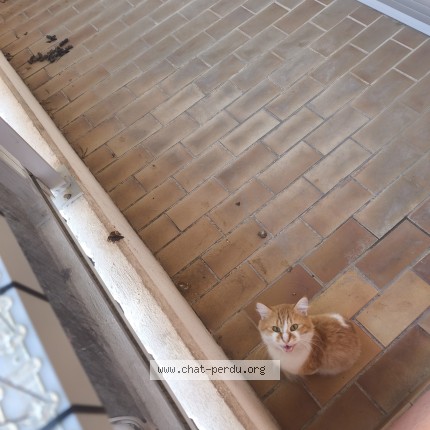 Photo de chat trouvé à Boulouris