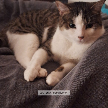 Photo 1/1 Lilly Chat perdu à Schaarbeek