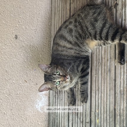 Photo 1/1 Chat trouvé Trouvé à Pibrac