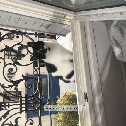 Photo 1/1 Minouchette Chat perdu à Paris
