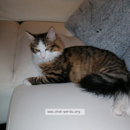 Photo de chat perdu à Solomiac