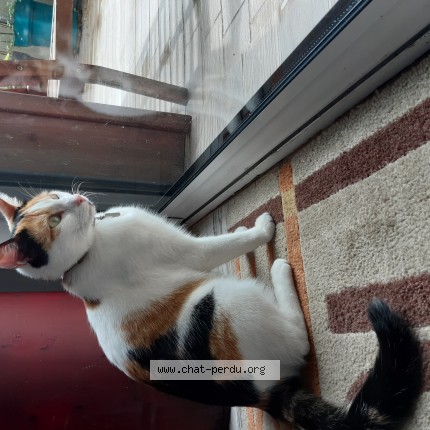 Photo 1/1 Chat retrouvé Perdu à Aurillac