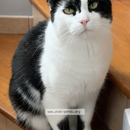Photo de chat perdu à Deuil La Barre