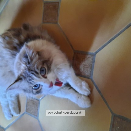 Photo de chat trouvé à Arthez De Bearn