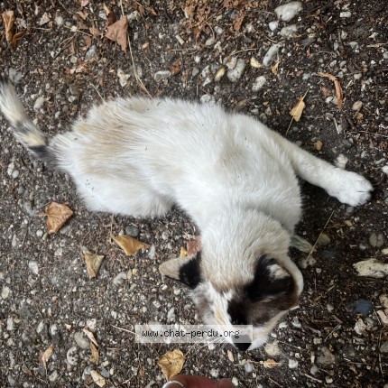 Photo de chat trouvé à Saint Selve