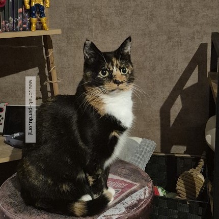 Photo 1/1 Gezabelle Chat perdu à Blankenberge