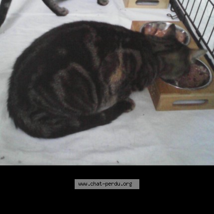 Photo 1/1 Rumba Chat perdu à Lery