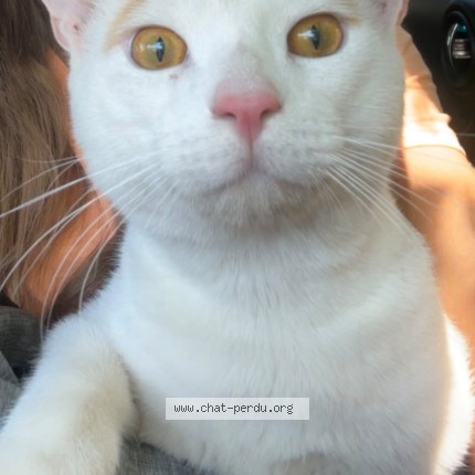 Photo 1/1 Chat trouvé Trouvé à Nimes