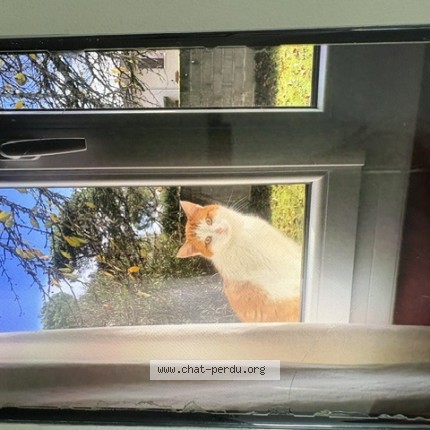 Photo 1/1 Chat trouvé Trouvé à Gagnac Sur Garonne