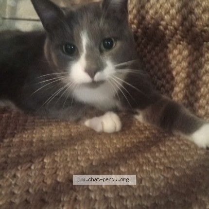 Photo de chat trouvé à Le Becquet De Digosville