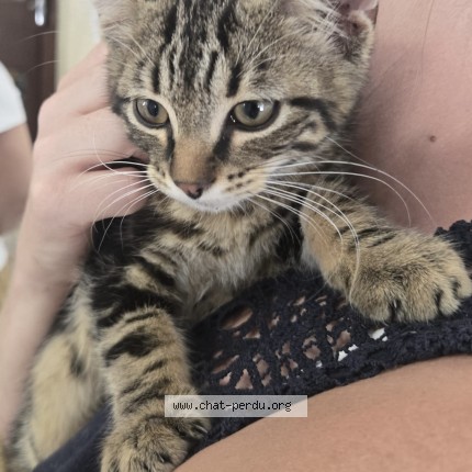 Photo 1/1 Chat trouvé Trouvé à La Ravoire