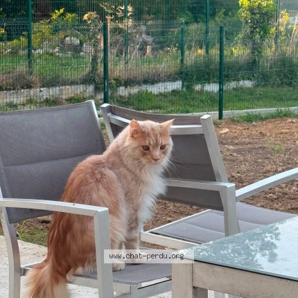 Photo 1/1 Tigrou Chat perdu à Mennecy
