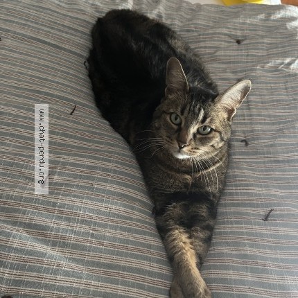 Photo de chat perdu à Eaubonne