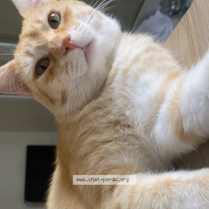 Photo de chat perdu à Labarthe Sur Leze
