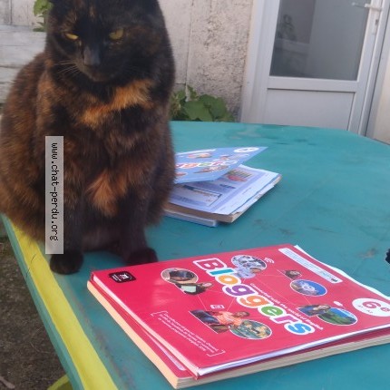 Photo 1/1 Chat retrouvé Perdu à Nantes