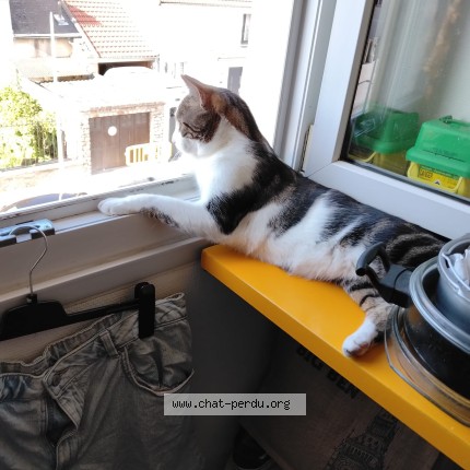 Photo 1/1 Ripoux Chat perdu à Moissy Cramayel