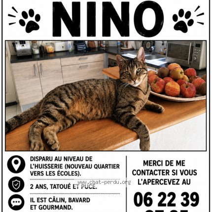 Photo 1/1 nino Chat perdu à L Huisserie