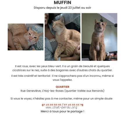 Photo 1/1 Muffin Chat perdu à L Hay Les Roses