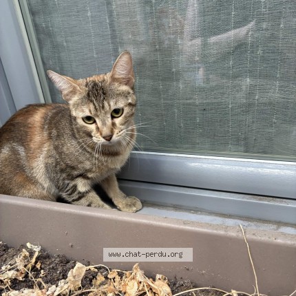 Photo de chat trouvé à Montpellier