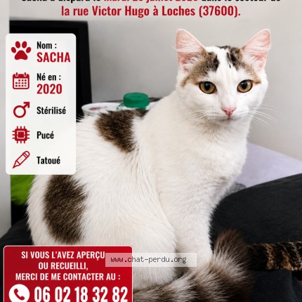 Photo 1/1 sacha Chat perdu à Loches