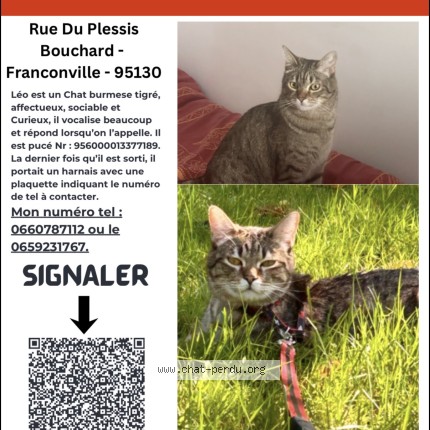 Photo 1/1 Chat retrouvé Perdu à Franconville
