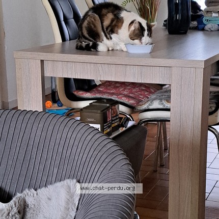Photo 1/1 Vagabond Chat perdu à Sennecey Le Grand