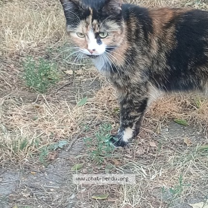 Photo 1/1 Chat trouvé Trouvé à Lille