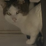 Minou