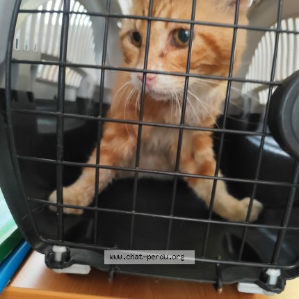 Photo de chat trouvé à Montauban