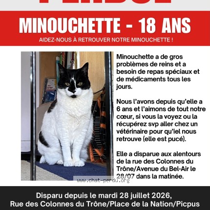 Photo 1/1 Minouchette Chat perdu à Paris