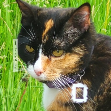 Photo de chat perdu à La Trinite De Thouberville
