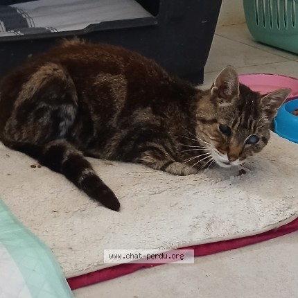 Photo de chat trouvé à Saint Nazaire De Pezan