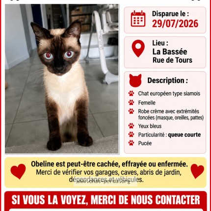 Photo 1/1 obeline Chat perdu à La Bassee