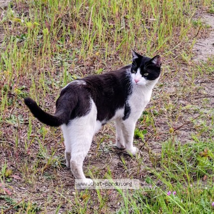 Photo de chat perdu à Eragny