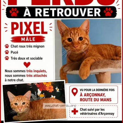 Photo de chat perdu à Arconnay